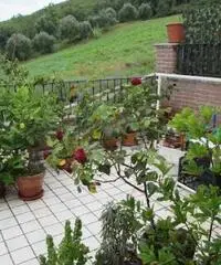 Appartamento a Colonnella Appartamento a Colonnella