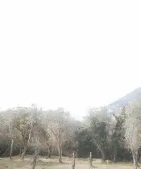 Recco: Rustico Altro Recco: Rustico Altro