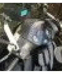 Vendo scooter 150 HP POWER LITHIUM