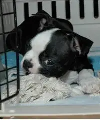 Fantastic black & white terrier di Boston per la famiglia Fantastic black & white terrier di Boston per la famiglia