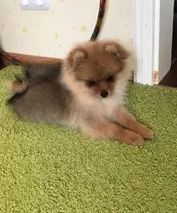 Cuccioli meravigliosi Pomerania per la vendita