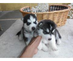 Cuccioli di Akita in vendita
