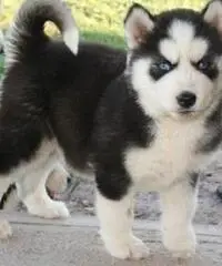 Cuccioli di Akita in vendita Cuccioli di Akita in vendita