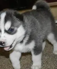 Cuccioli di Akita in vendita Cuccioli di Akita in vendita