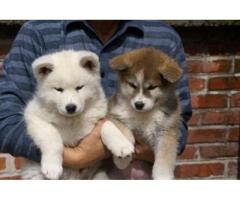 Cuccioli di Akita in vendita