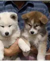 Cuccioli di Akita in vendita