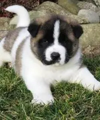 Cuccioli di Akita in vendita Cuccioli di Akita in vendita