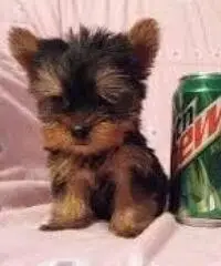 cachorros de yorkie taza de té hombres y mujeres cachorros de yorkie taza de té hombres y mujeres