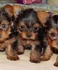 Lindo Yorkie cachorros