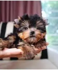 Cachorros Yorkshire inscritos Cachorros Yorkshire inscritos