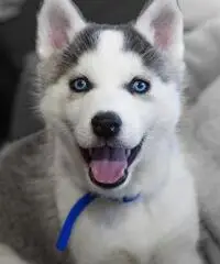 Husky siberiano