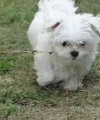 Piccoli cuccioli maltesi Piccoli cuccioli maltesi