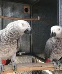 Pappagallo grigio africano in vendita