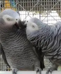 Bella bambino molto umile Congo Bambino grigio africano per la vendita Bella bambino molto umile Congo Bambino grigio africano per la vendita