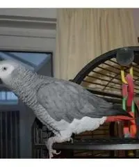 bambino molto confuso bambino Congo africano la vendita bambino molto confuso bambino Congo africano la vendita