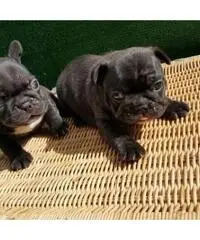 bulldog francés listo para adopción bulldog francés listo para adopción