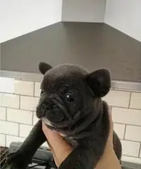 bulldog francés listo para adopción bulldog francés listo para adopción