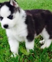 cuccioli di Siberian husky cuccioli di Siberian husky
