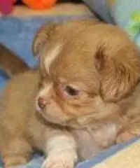 cuccioli di chihuahua per Natale felice cuccioli di chihuahua per Natale felice