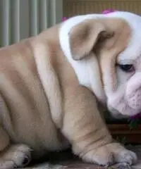 Cuccioli Bulldog inglese