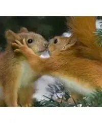 Ragazza seria piena di valori