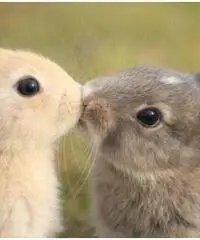 Ragazza seria piena di valori