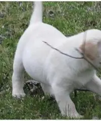 Simpatici cuccioli di labrador in vendita