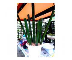 In vendita canne di bambù bambu con diametri da 1 a 10 cm. lunghezza da definire