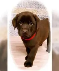 Simpatici cuccioli di labrador retriever disponibili Simpatici cuccioli di labrador retriever disponibili