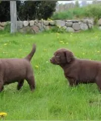 Stupende cuccioli di Larador