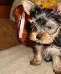 Bella Yorkie Cuccioli Disponibili