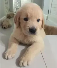 Altri 5 cuccioli di golden retriever registrati per la vendita Altri 5 cuccioli di golden retriever registrati per la vendita
