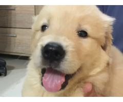 Altri 5 cuccioli di golden retriever registrati per la vendita