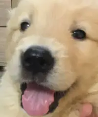 Altri 5 cuccioli di golden retriever registrati per la vendita Altri 5 cuccioli di golden retriever registrati per la vendita