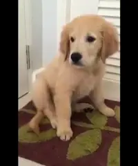Altri 5 cuccioli di golden retriever registrati per la vendita Altri 5 cuccioli di golden retriever registrati per la vendita