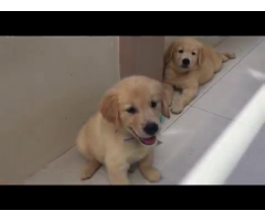 Altri 5 cuccioli di golden retriever registrati per la vendita