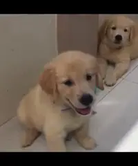 Altri 5 cuccioli di golden retriever registrati per la vendita Altri 5 cuccioli di golden retriever registrati per la vendita