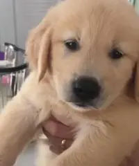 Altri 5 cuccioli di golden retriever registrati per la vendita Altri 5 cuccioli di golden retriever registrati per la vendita