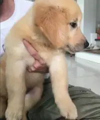 Altri 5 cuccioli di golden retriever registrati per la vendita Altri 5 cuccioli di golden retriever registrati per la vendita