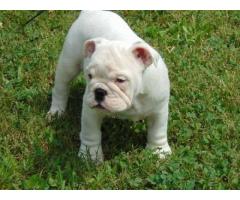 12 weeks old male and female full bread English Bulldog puppies ready to go homes now