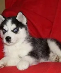 Cuccioli di Siberian Husky per casa libera.