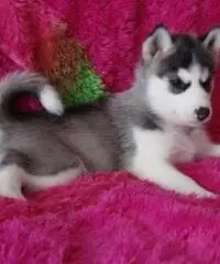 Cuccioli di Siberian Husky per casa libera.