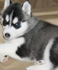 Cuccioli di Siberian Husky per casa libera.