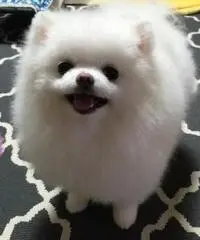 Awesome teacup pomeranian puppies ready now