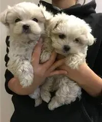 Adorable Teacup Maltese Puppies