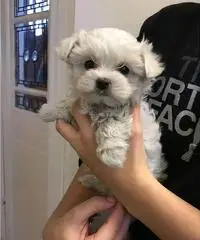 Adorable Teacup Maltese Puppies Adorable Teacup Maltese Puppies
