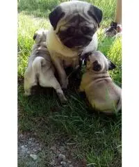 Bellissimo cucciolo di Carlino! Bellissimo cucciolo di Carlino!
