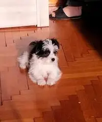 Bishon havanese Bishon havanese