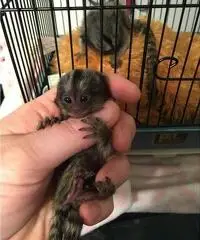 Scimmie Marmoset per l'adozione.