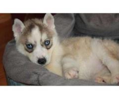 Cute And Adorable Siberian Husky Puppies For Adoption